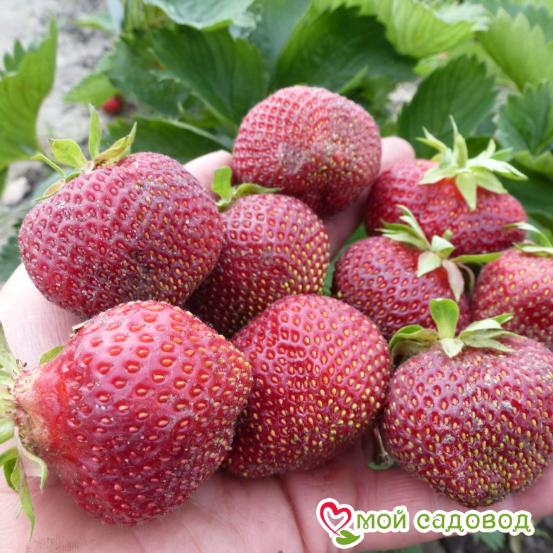 Клубника Кардинал (ремонтантный сорт) ЗКС С1