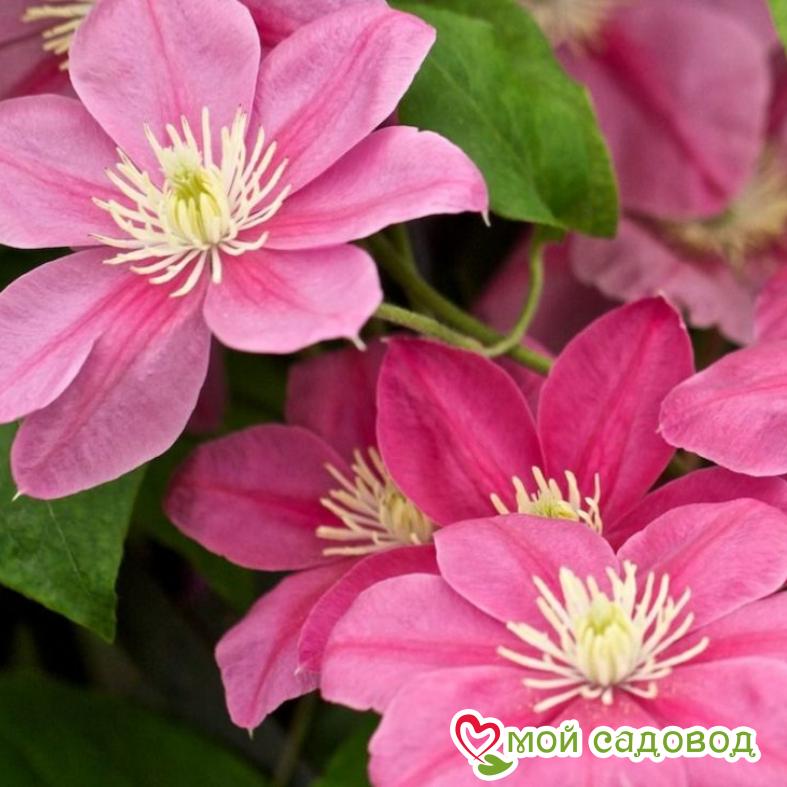 Клематис Литл Мермейд