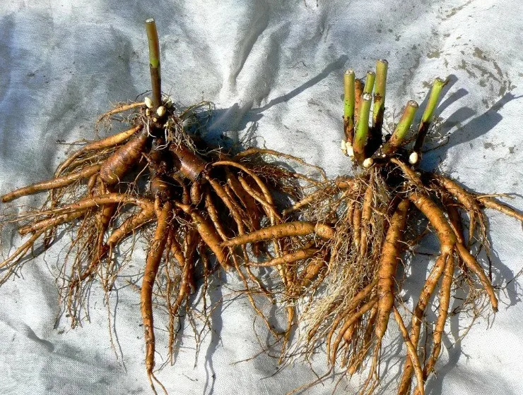 Лилейник Олив Глоу