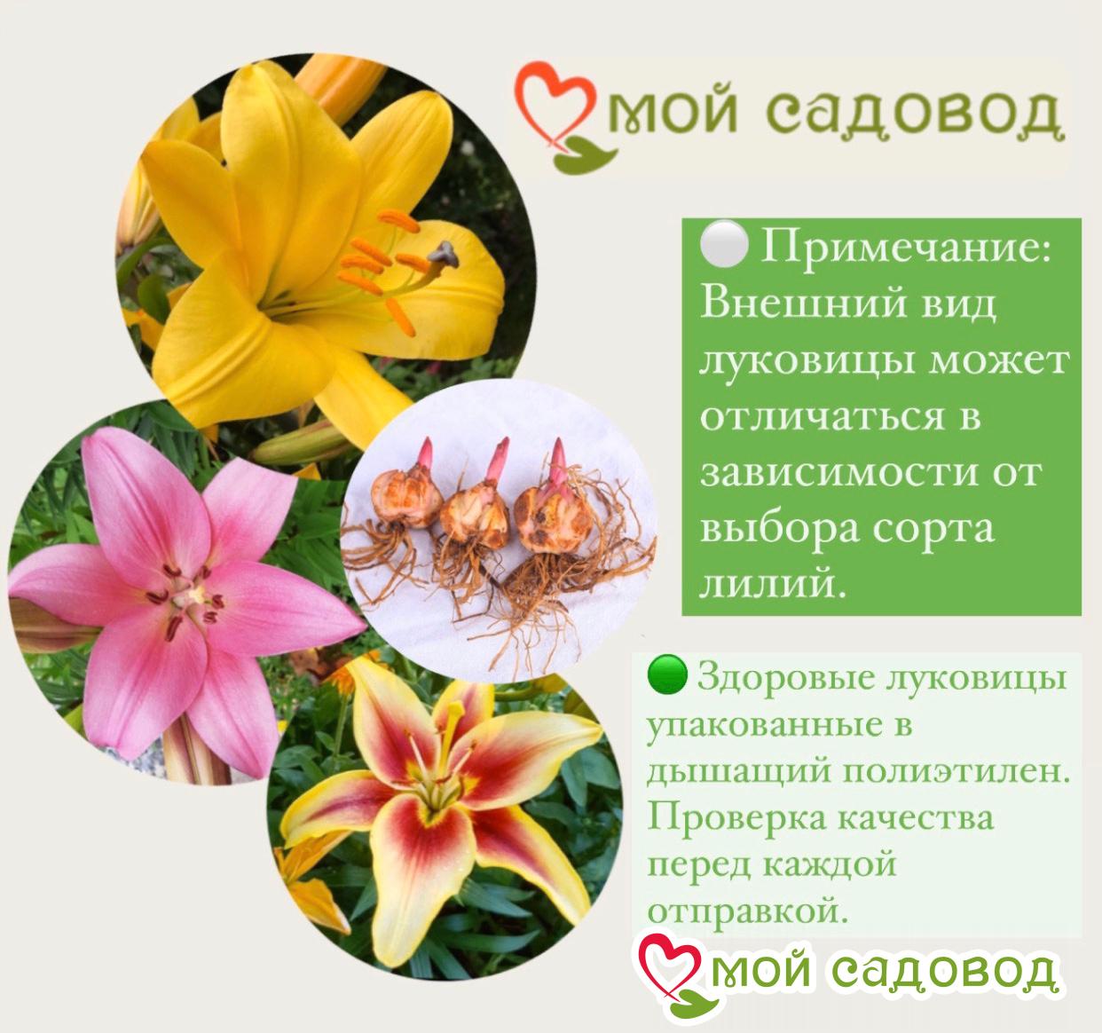 Лилия Меро Стар