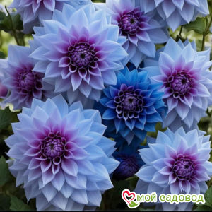 Георгин Платинум Лайт