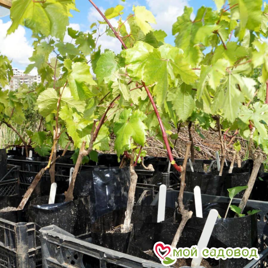 Виноград Пинк Зест